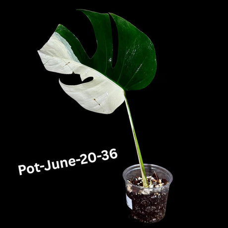 Monstera Albo - Rare Variegated Monstera Borsigiana Albo - Rare Collector Plant - White Monstera Albo - EXACT Same Plant - USA Seller