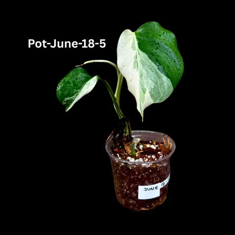 Monstera Albo - Rare Variegated Monstera Borsigiana Albo - Rare Collector Plant - White Monstera Albo - EXACT Same Plant - USA Seller