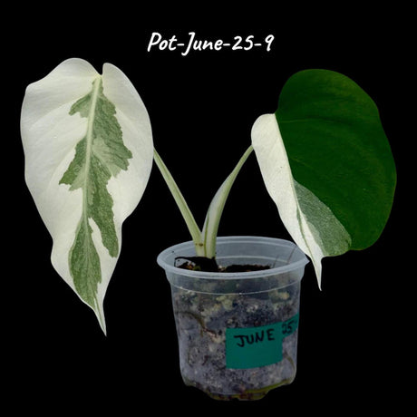 Monstera Albo - Rare Variegated Monstera Borsigiana Albo - Rare Collector Plant - White Monstera Albo - EXACT Same Plant - USA Seller