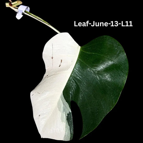 Monstera Albo - Rare Variegated Monstera Borsigiana Albo - Rare Collector Plant - White Monstera Albo - EXACT Same Plant - USA Seller