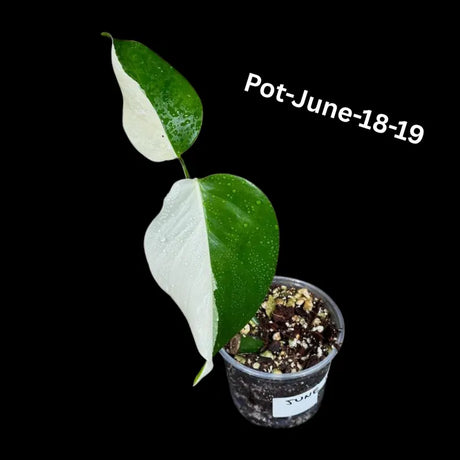 Monstera Albo - Rare Variegated Monstera Borsigiana Albo - Rare Collector Plant - White Monstera Albo - EXACT Same Plant - USA Seller