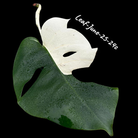 Monstera Albo - Rare Variegated Monstera Borsigiana Albo - Rare Collector Plant - White Monstera Albo - EXACT Same Plant - USA Seller