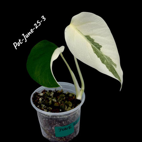 Monstera Albo - Rare Variegated Monstera Borsigiana Albo - Rare Collector Plant - White Monstera Albo - EXACT Same Plant - USA Seller