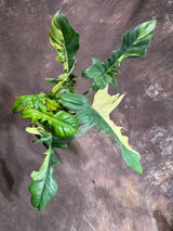 Variegated Philodendron Florida Beauty x Mayoi Exact Plant - Super RARE Live Plants - Stunning Hybrid Aroid with Marbled Foliage - US Seller