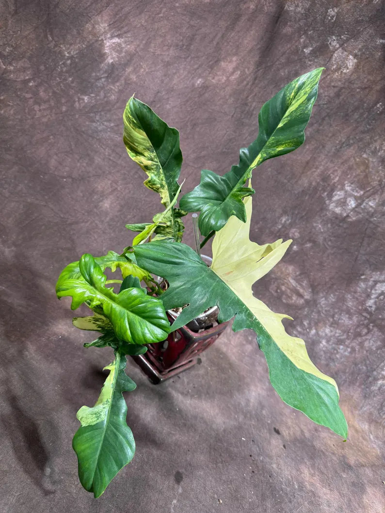 Variegated Philodendron Florida Beauty x Mayoi Exact Plant - Super RARE Live Plants - Stunning Hybrid Aroid with Marbled Foliage - US Seller