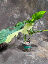 Variegated Philodendron Florida Beauty x Mayoi Exact Plant - Super RARE Live Plants - Stunning Hybrid Aroid with Marbled Foliage - US Seller