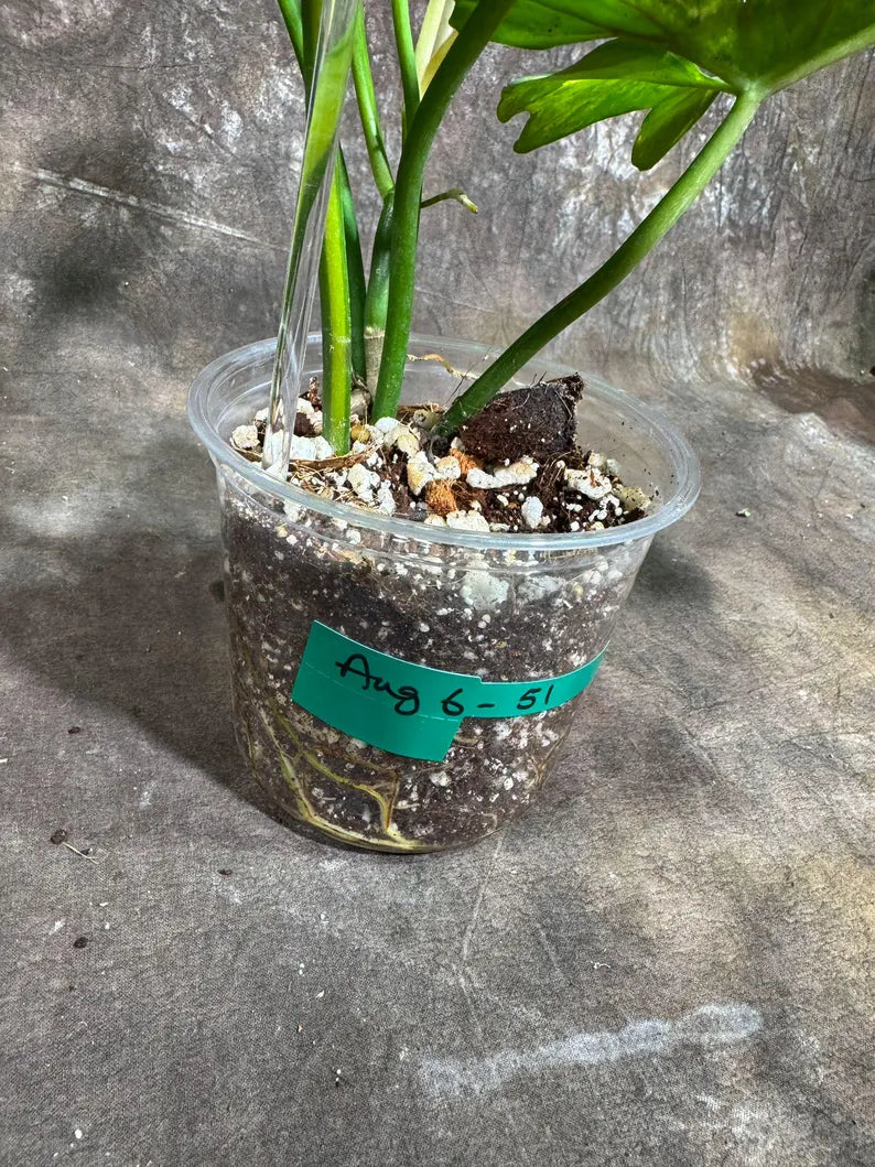 Variegated Philodendron Florida Beauty x Mayoi Exact Plant - Super RARE Live Plants - Stunning Hybrid Aroid with Marbled Foliage - US Seller