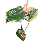 Alocasia Serendipity Gold Variegated Exact Live Plant - Super Rare Collector Aroid Growing Plant - Stunning Indoor Foliage Plant - US Seller