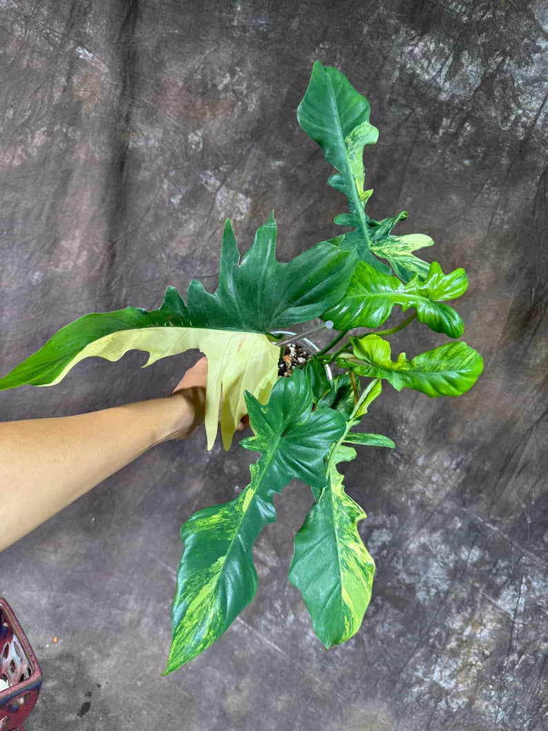 Variegated Philodendron Florida Beauty x Mayoi Exact Plant - Super RARE Live Plants - Stunning Hybrid Aroid with Marbled Foliage - US Seller