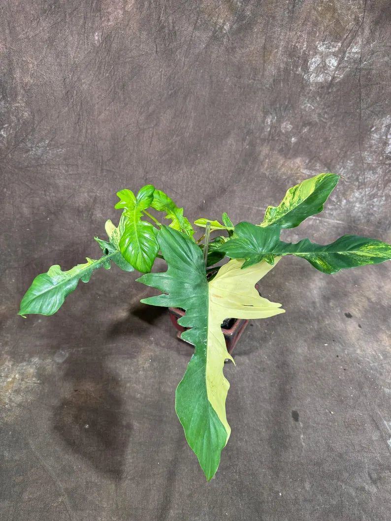 Variegated Philodendron Florida Beauty x Mayoi Exact Plant - Super RARE Live Plants - Stunning Hybrid Aroid with Marbled Foliage - US Seller