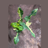 Variegated Philodendron Florida Beauty x Mayoi Exact Plant - Super RARE Live Plants - Stunning Hybrid Aroid with Marbled Foliage - US Seller