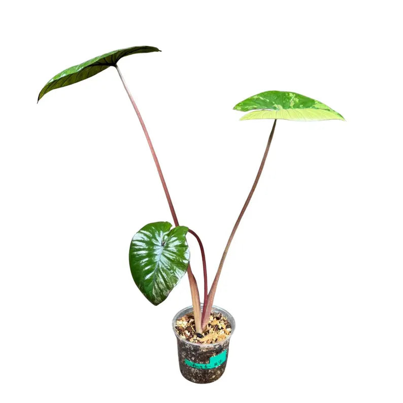 Alocasia Serendipity Gold Variegated Exact Live Plant - Super Rare Collector Aroid Growing Plant - Stunning Indoor Foliage Plant - US Seller