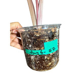 Alocasia Serendipity Gold Variegated Exact Live Plant - Super Rare Collector Aroid Growing Plant - Stunning Indoor Foliage Plant - US Seller