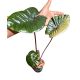 Alocasia Serendipity Gold Variegated Exact Live Plant - Super Rare Collector Aroid Growing Plant - Stunning Indoor Foliage Plant - US Seller