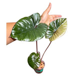 Alocasia Serendipity Gold Variegated Exact Live Plant - Super Rare Collector Aroid Growing Plant - Stunning Indoor Foliage Plant - US Seller