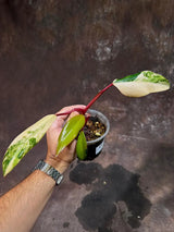 Variegated Philodendron Strawberry Shake Live Plant - Rare Collector Plant - Gift Indoor Philodendron Pink - Exact Same Plant - US Seller