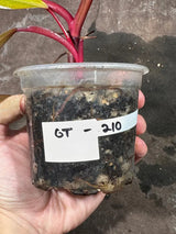 Variegated Philodendron Strawberry Shake Live Plant - Rare Collector Plant - Gift Indoor Philodendron Pink - Exact Same Plant - US Seller