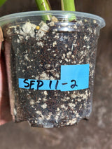 Variegated Monstera Albo Plant - Rare Indoor White Monstera Albo Borsigiana Plant - Half-Moon Leaf Plant - Rare Houseplant - EXACT Plant