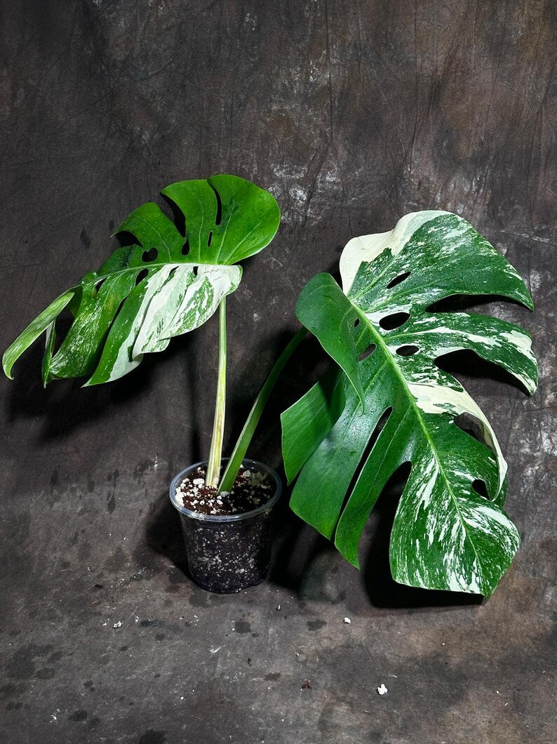 Variegated Monstera Albo Plant - Rare Indoor White Monstera Albo Borsigiana Plant - Half-Moon Leaf Plant - Rare Houseplant - EXACT Plant