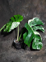 Variegated Monstera Albo Plant - Rare Indoor White Monstera Albo Borsigiana Plant - Half-Moon Leaf Plant - Rare Houseplant - EXACT Plant