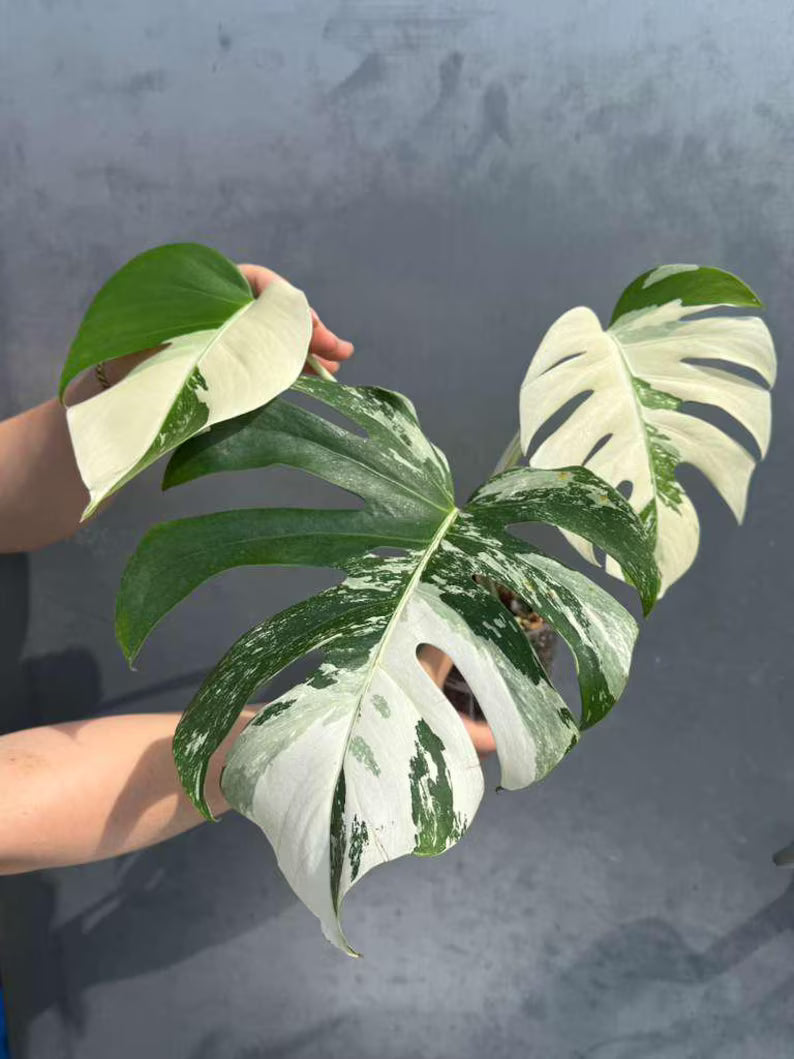 Variegated Monstera Albo 3 Leaf Potted Plant - Rare Indoor White Monstera Albo Borsigiana Live Plant - Non-Exact Plant - US Seller