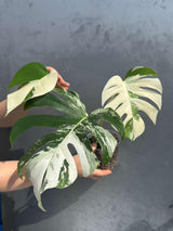 Variegated Monstera Albo 3 Leaf Potted Plant - Rare Indoor White Monstera Albo Borsigiana Live Plant - Non-Exact Plant - US Seller