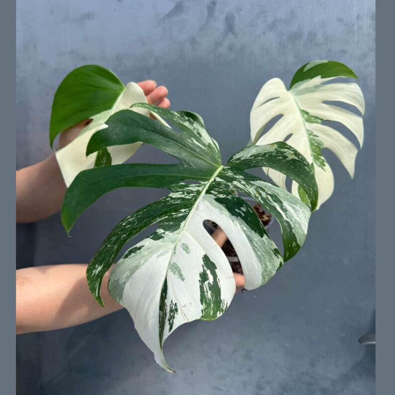 Variegated Monstera Albo 3 Leaf Potted Plant - Rare Indoor White Monstera Albo Borsigiana Live Plant - Non-Exact Plant - US Seller