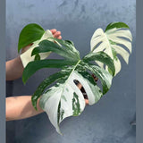 Variegated Monstera Albo 3 Leaf Potted Plant - Rare Indoor White Monstera Albo Borsigiana Live Plant - Non-Exact Plant - US Seller