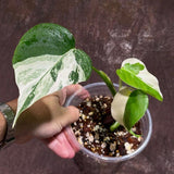 Variegated Monstera Albo Plant - Rare Indoor White Monstera Albo Borsigiana Plant - Baby Leaf Plant - Indoor Plant - EXACT Plant - US Seller