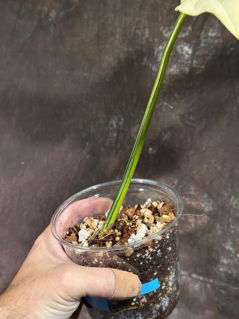 Variegated Philodendron Bipennifolium in a Nursery Pot - Bipennifolium Single Leaf Potted Plant - Exact SAME Live Plant - US Seller