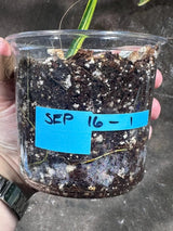 Variegated Philodendron Bipennifolium in a Nursery Pot - Bipennifolium Single Leaf Potted Plant - Exact SAME Live Plant - US Seller