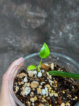 Variegated Philodendron Bipennifolium in a Nursery Pot - Bipennifolium Half-Moon Leaf Potted Plant - Exact SAME Live Plant - US Seller