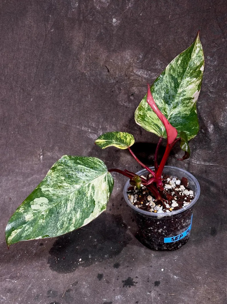 Variegated Philodendron Strawberry Shake Exact Live Plant - Rare Collector Plant - Gift Indoor Bright Pink - Exotic Plants - US Seller
