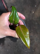 Variegated Philodendron Strawberry Shake Exact Live Plant - Rare Collector Plant - Gift Indoor Bright Pink - Exotic Plants - US Seller