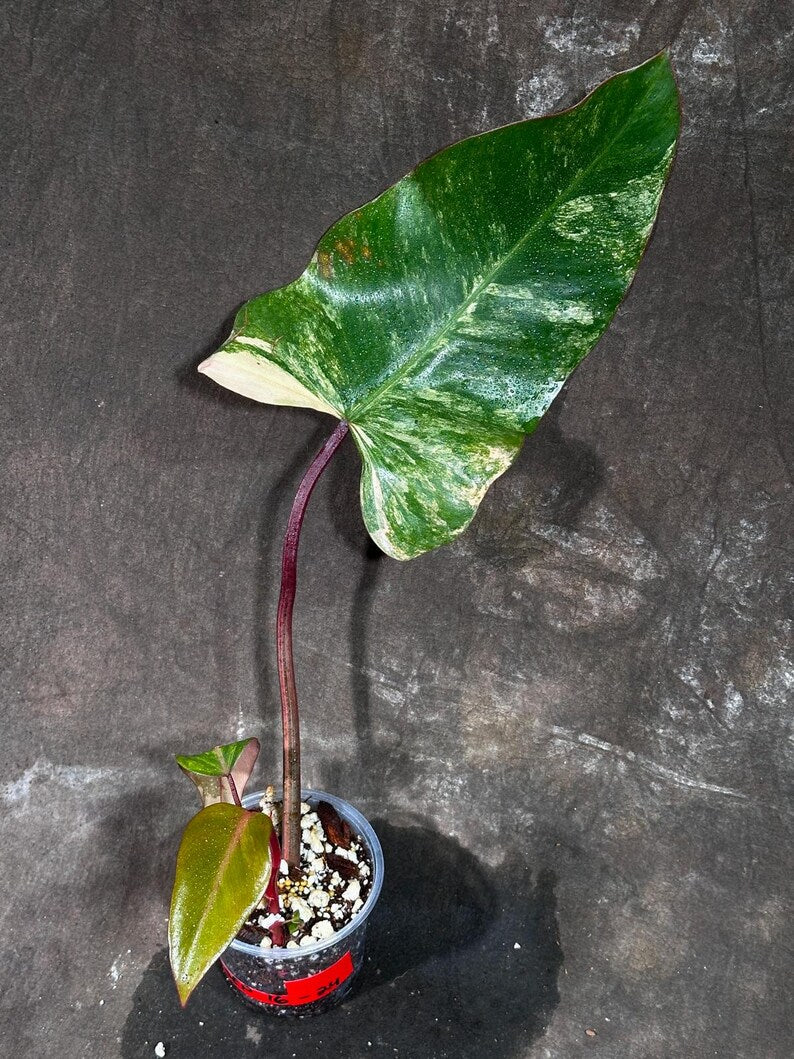 Variegated Philodendron Strawberry Shake Exact Live Plant - Rare Collector Plant - Gift Indoor Bright Pink - Exotic Plants - US Seller