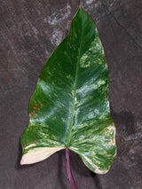 Variegated Philodendron Strawberry Shake Exact Live Plant - Rare Collector Plant - Gift Indoor Bright Pink - Exotic Plants - US Seller