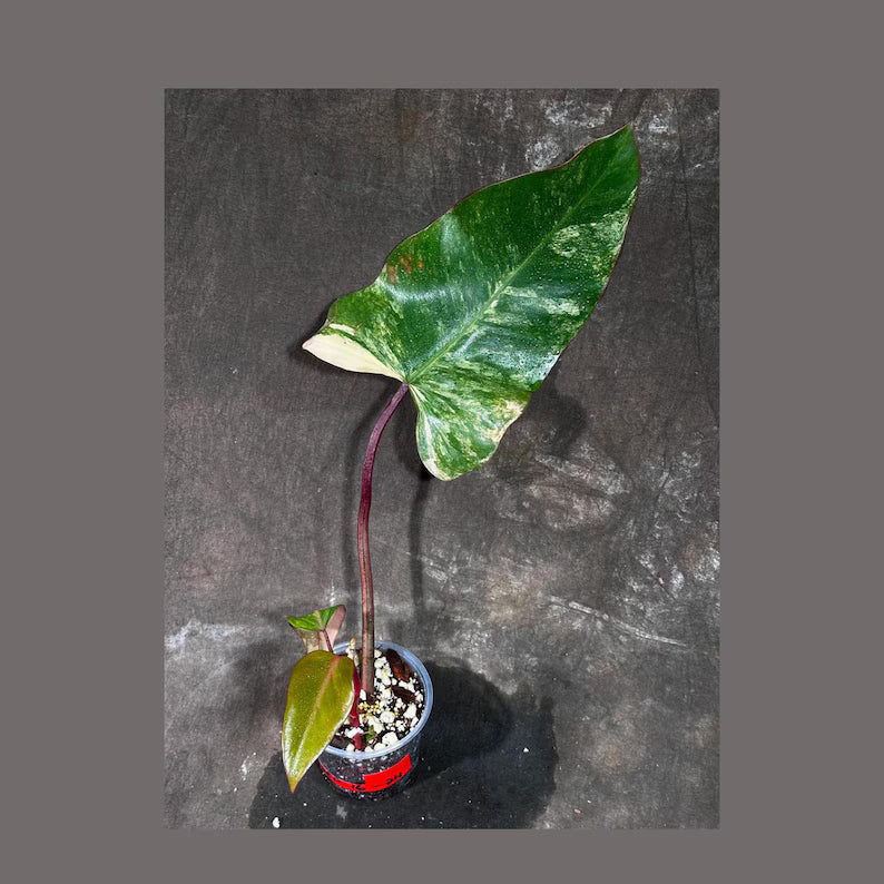 Variegated Philodendron Strawberry Shake Exact Live Plant - Rare Collector Plant - Gift Indoor Bright Pink - Exotic Plants - US Seller