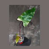 Variegated Philodendron Strawberry Shake Exact Live Plant - Rare Collector Plant - Gift Indoor Bright Pink - Exotic Plants - US Seller
