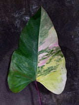Variegated Philodendron Strawberry Shake Exact Live Plant - Rare Collector Plant - Gift Indoor Bright Pink - Exotic Plants - US Seller