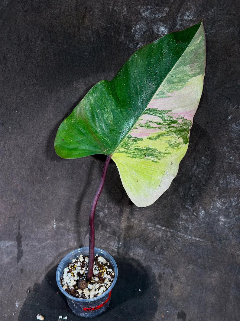 Variegated Philodendron Strawberry Shake Exact Live Plant - Rare Collector Plant - Gift Indoor Bright Pink - Exotic Plants - US Seller