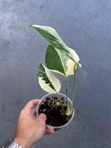 Variegated Monstera Albo Plant - Rare Indoor White Monstera Albo Borsigiana Plant - Baby Leaf Plant - Indoor Plant - EXACT Plant - US Seller