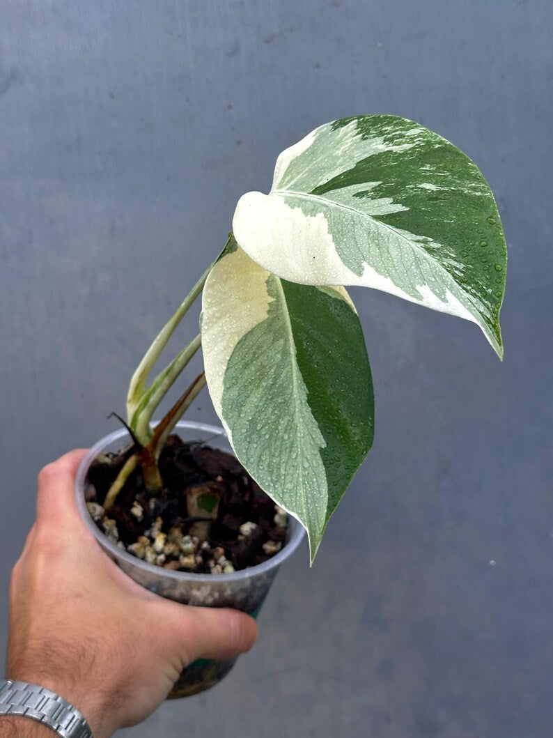 Variegated Monstera Albo Plant - Rare Indoor White Monstera Albo Borsigiana Plant - Baby Leaf Plant - Indoor Plant - EXACT Plant - US Seller