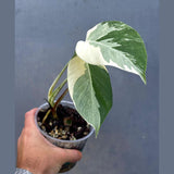 Variegated Monstera Albo Plant - Rare Indoor White Monstera Albo Borsigiana Plant - Baby Leaf Plant - Indoor Plant - EXACT Plant - US Seller