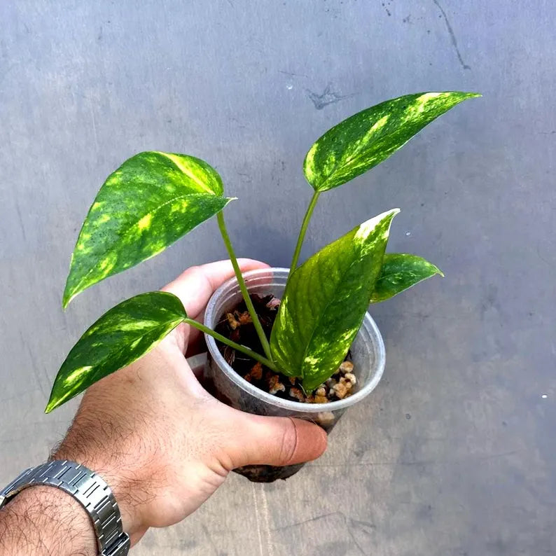 Epipremnum Yellow Flame Rare Exact Plant - Golden Flame Pinnatum Variegated - Very Rare Collector Plant - US Seller - GIFT Plant