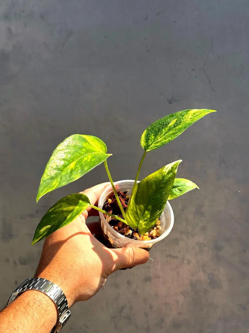 Epipremnum Yellow Flame Rare Exact Plant - Golden Flame Pinnatum Variegated - Very Rare Collector Plant - US Seller - GIFT Plant