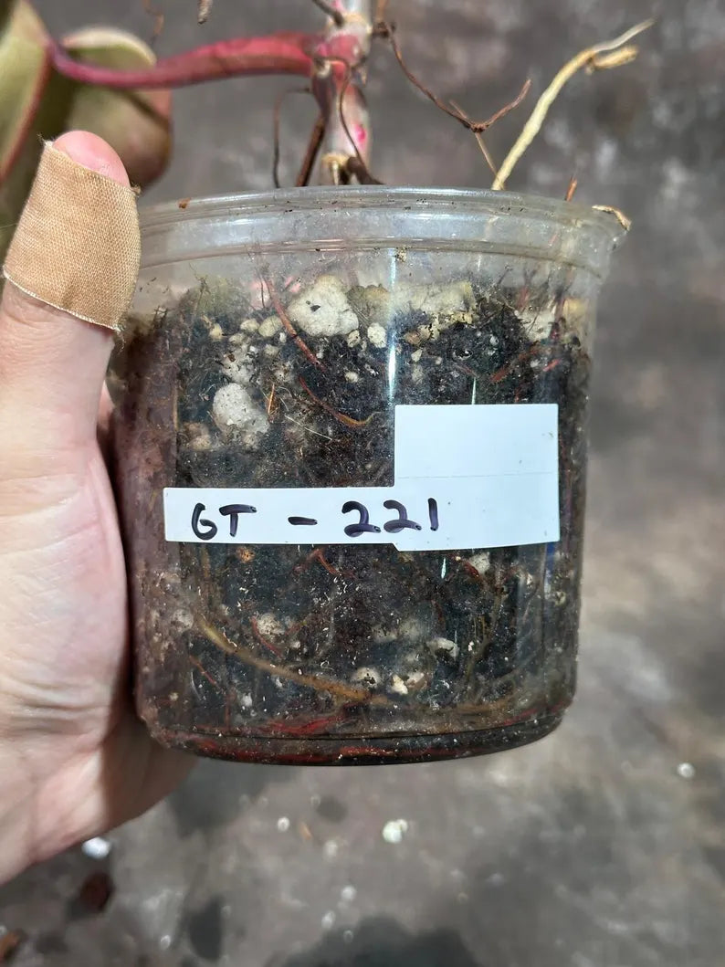 Variegated Philodendron Strawberry Shake Live Plant - Rare Collector Plant - Gift Indoor Houseplant - Exact Same Plant - US Seller