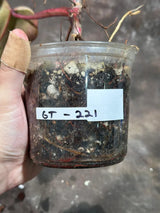 Variegated Philodendron Strawberry Shake Live Plant - Rare Collector Plant - Gift Indoor Houseplant - Exact Same Plant - US Seller