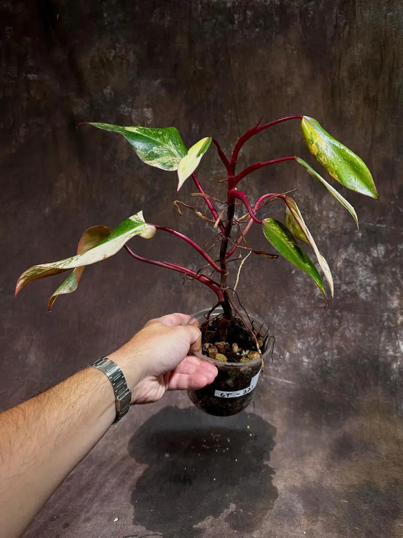 Variegated Philodendron Strawberry Shake Live Plant - Rare Collector Plant - Gift Indoor Houseplant - Exact Same Plant - US Seller