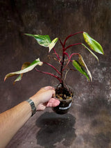 Variegated Philodendron Strawberry Shake Live Plant - Rare Collector Plant - Gift Indoor Houseplant - Exact Same Plant - US Seller