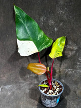 Variegated Philodendron Strawberry Shake Exact Live Plant - Rare Collector Plant - Gift Indoor Bright Pink - Exotic Plants - US Seller